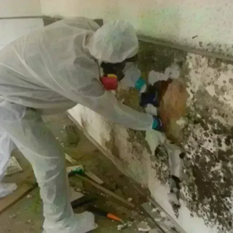 Mold Remediation and Removal in Ness County, KS